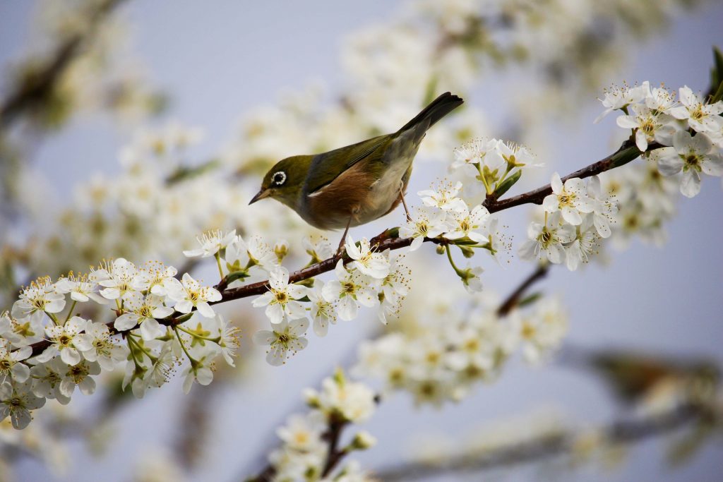 The Basics of Birding