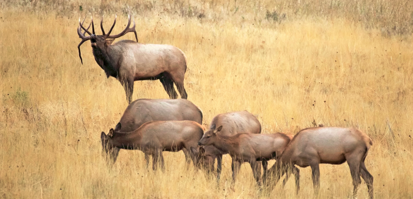 Elk Hunting