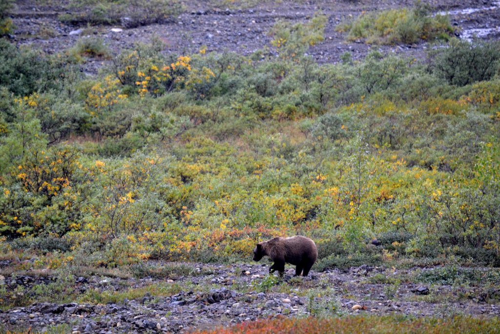 Planning a Caribou Hunt