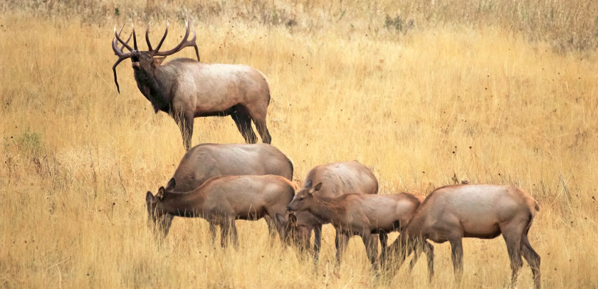 Best Places to See Wildlife in the USA This Summer