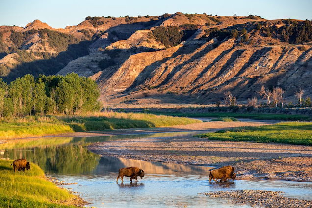 Best Places to See Wildlife in the USA This Summer