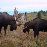 Moose fight compilation