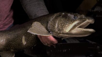 Le monde secret des salmonidés de la rivière à la pourvoirie