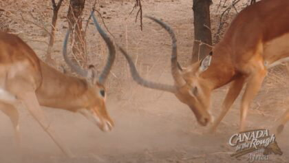 Bataille épique entre 2 impalas