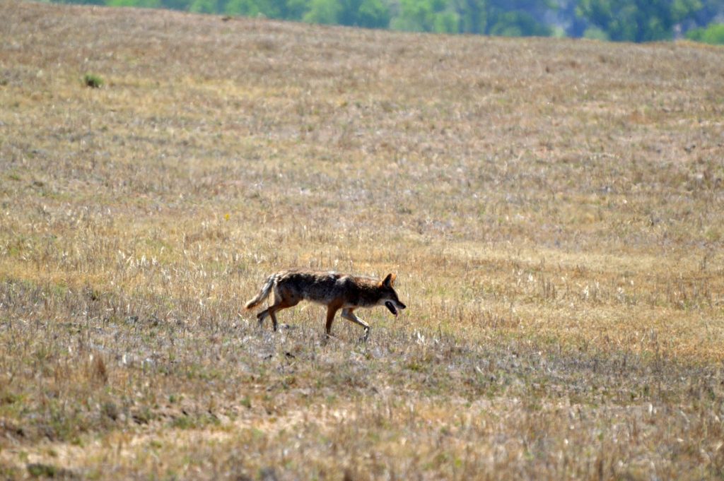 There is a reason they’re rightfully called “nature’s toughest target.”