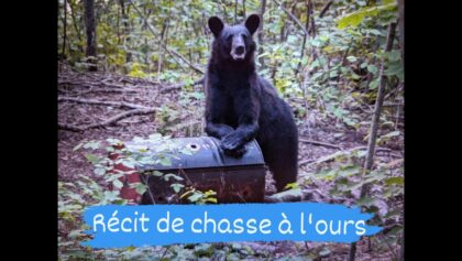 Récit de chasse à l'ours!