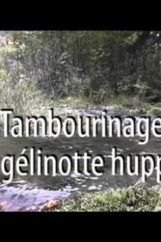 Gélinotte Huppée qui tambourine