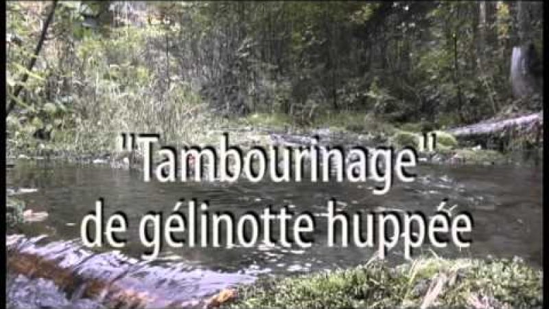 Gélinotte Huppée qui tambourine