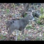 Comment améliorer vos miradors de chasse au chevreuil