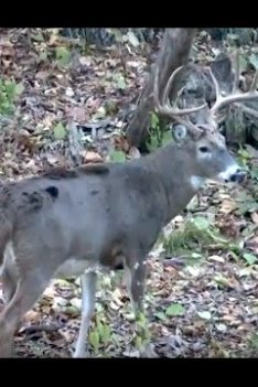 Comment améliorer vos miradors de chasse au chevreuil