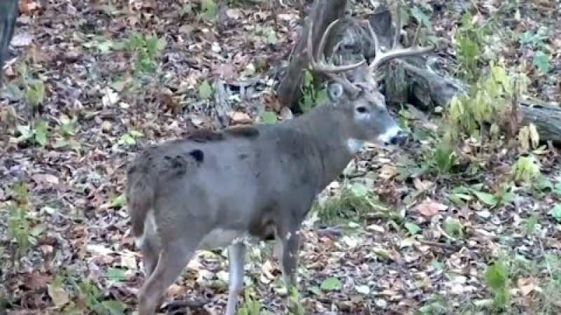 Comment améliorer vos miradors de chasse au chevreuil