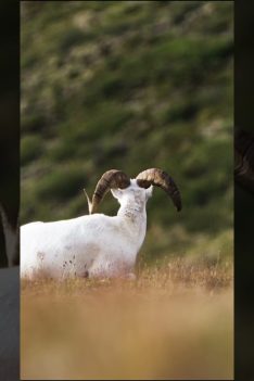 TOUT NOUVEAU CE SOIR ! Pat est dans les Territoires du Nord-Ouest à la chasse au mouton de Dall !