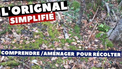 Orignal simplifié: Comment trouver et exploiter un petit territoire!  | Chasse Orignal 2020