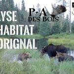 P-A des Bois en TERRITOIRE LIBRE - ÉPISODE #5 - ANALYSE DE L'HABITAT DE L'ORIGNAL