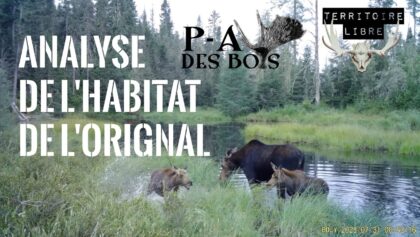 P-A des Bois en TERRITOIRE LIBRE - ÉPISODE #5 - ANALYSE DE L'HABITAT DE L'ORIGNAL