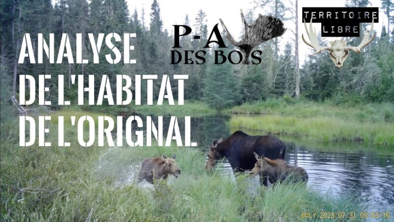 P-A des Bois en TERRITOIRE LIBRE - ÉPISODE #5 - ANALYSE DE L'HABITAT DE L'ORIGNAL