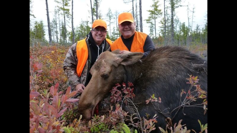 Chasse à l'orignal au Nouveau-Brunswick et court séjour au club Bataram