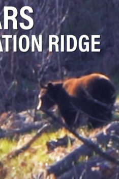 BIG BEARS ON STARVATION RIDGE & CLIFFED-OUT BEAR COUNTRY | 4K FILM |