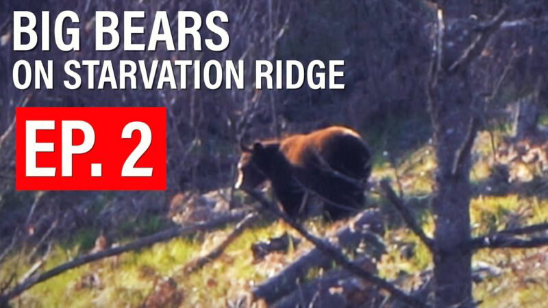 BIG BEARS ON STARVATION RIDGE & CLIFFED-OUT BEAR COUNTRY | 4K FILM |