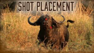 Best Shot Placement on African Buffalo | 6