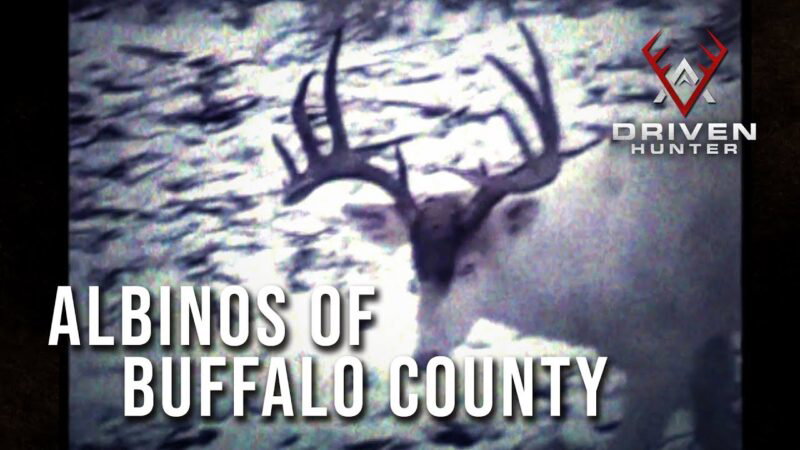 La chasse au cerf albinos dans le comté de Buffalo