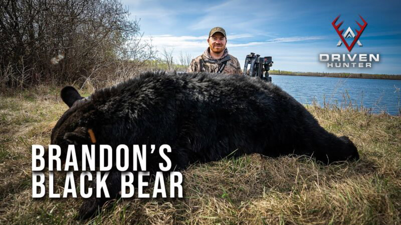 Driven Hunter L'ours noir de Brandon en Saskatchewan