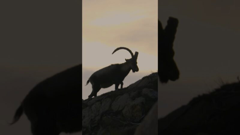 Bucket list trip — Gredos Ibex hunt in Spain! #hunting #shorts