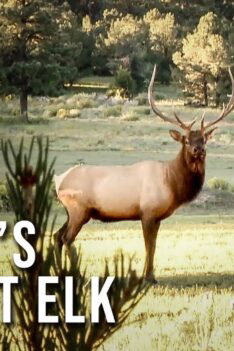 "I SMOKED HIM!" -- Nicole's First Elk