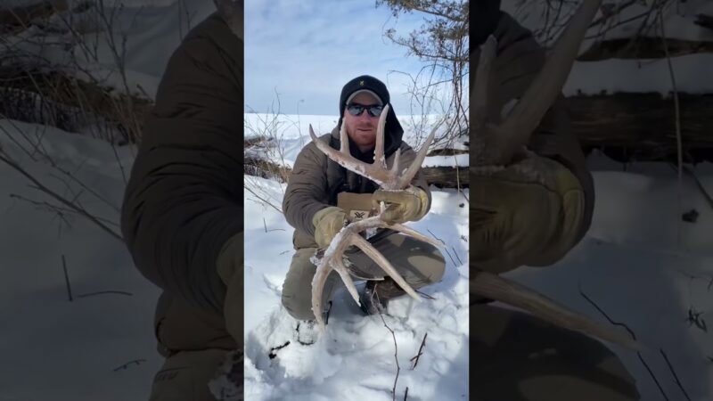 Matched set laying side by side! Gotta love seeing tines poking through the snow.  #shedhunting