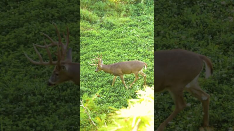 We're counting down the days... #bowhunting #whitetail #deerhunting