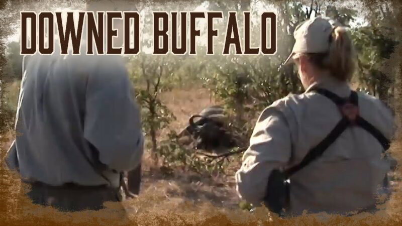 Following an African Buffalo After The Shot | 7
