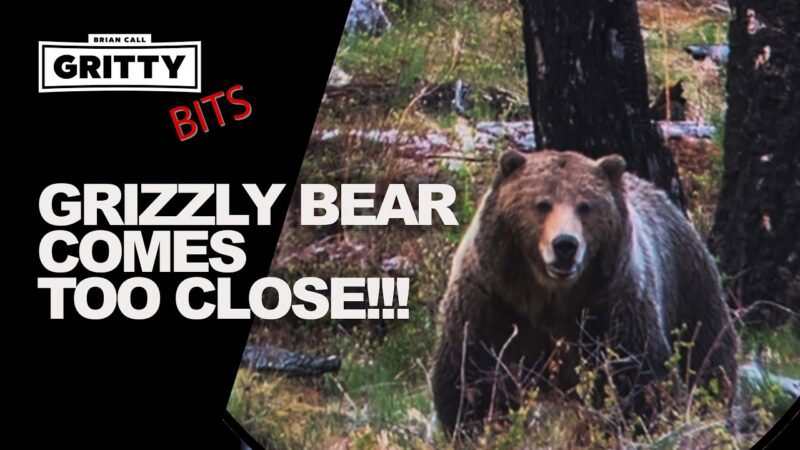 L'ours Grizzly s'approche trop près!