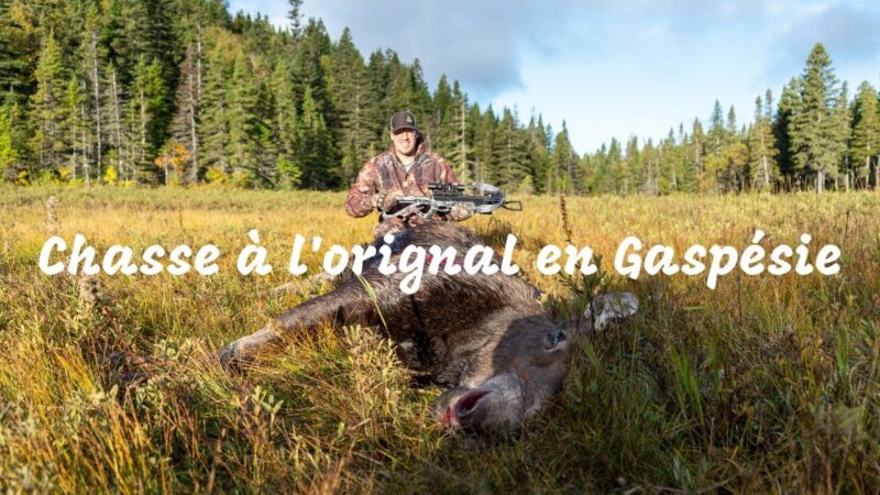 Chasse à l'orignal - Gaspésie 2022