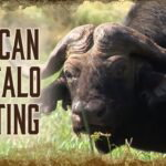 Introduction to African Buffalo Hunting | 1