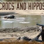 Introduction à la chasse au crocodile et à l'hippopotame | 1