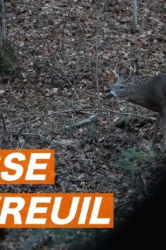 CHASSE au CHEVREUIL 2020, un beau BUCK! (Ép. 1)