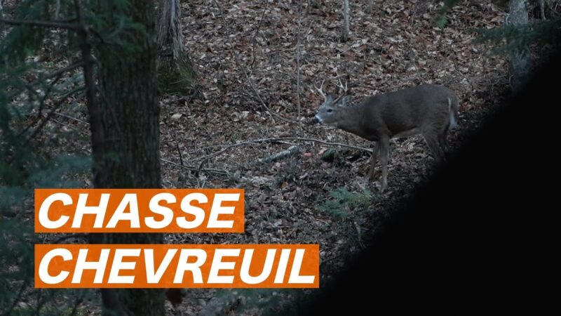 CHASSE au CHEVREUIL 2020, un beau BUCK! (Ép. 1)