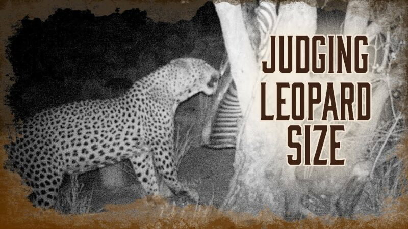 Juger de la taille d'un léopard adulte Chasse | 4