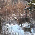 Chasse au chevreuil au Manitoba - Teaser Novembre 2012