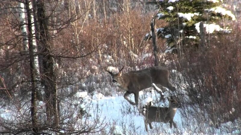 Chasse au chevreuil au Manitoba - Teaser Novembre 2012