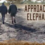 Localisation des éléphants et approche 4