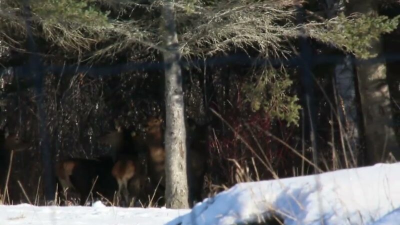 Chasse au cerf rouge en enclos