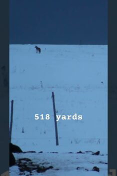 coyote shoot 518 yards