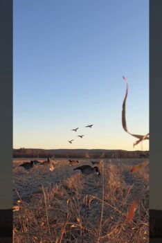 Sunrise geese do it perfect 👌#goose #hunting #bernache #chassecanard #goosehunting