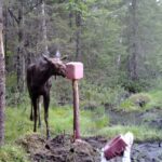 petit buck orignal à la saline - partie 1