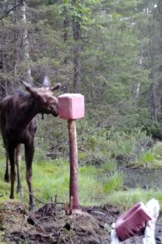 petit buck orignal à la saline - partie 1