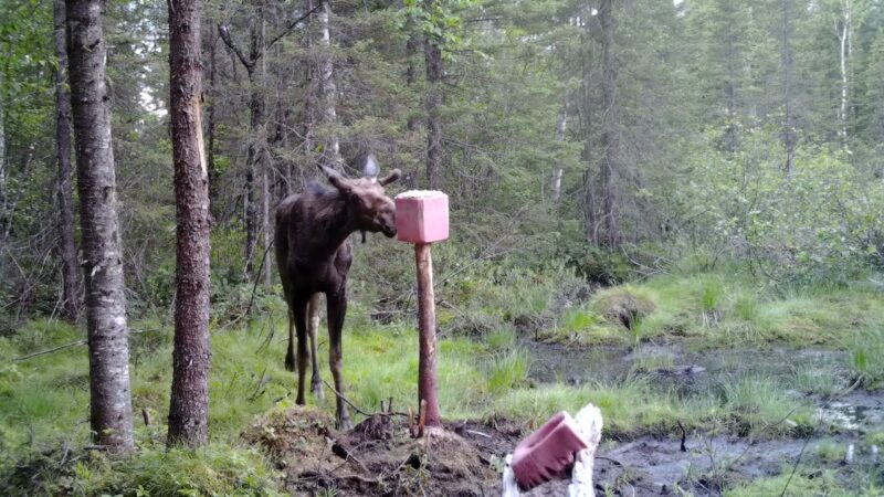 petit buck orignal à la saline - partie 1