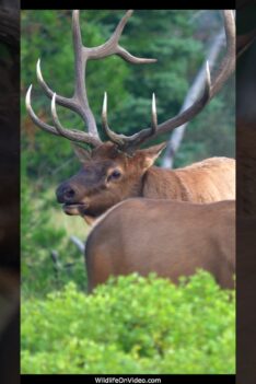 Biggest Bull Elk seen this Year's Rutting Season