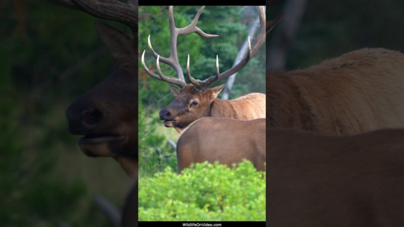 Biggest Bull Elk seen this Year's Rutting Season