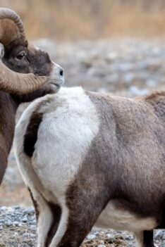 Bighorn Rams Pursuing Ewes During the Rut